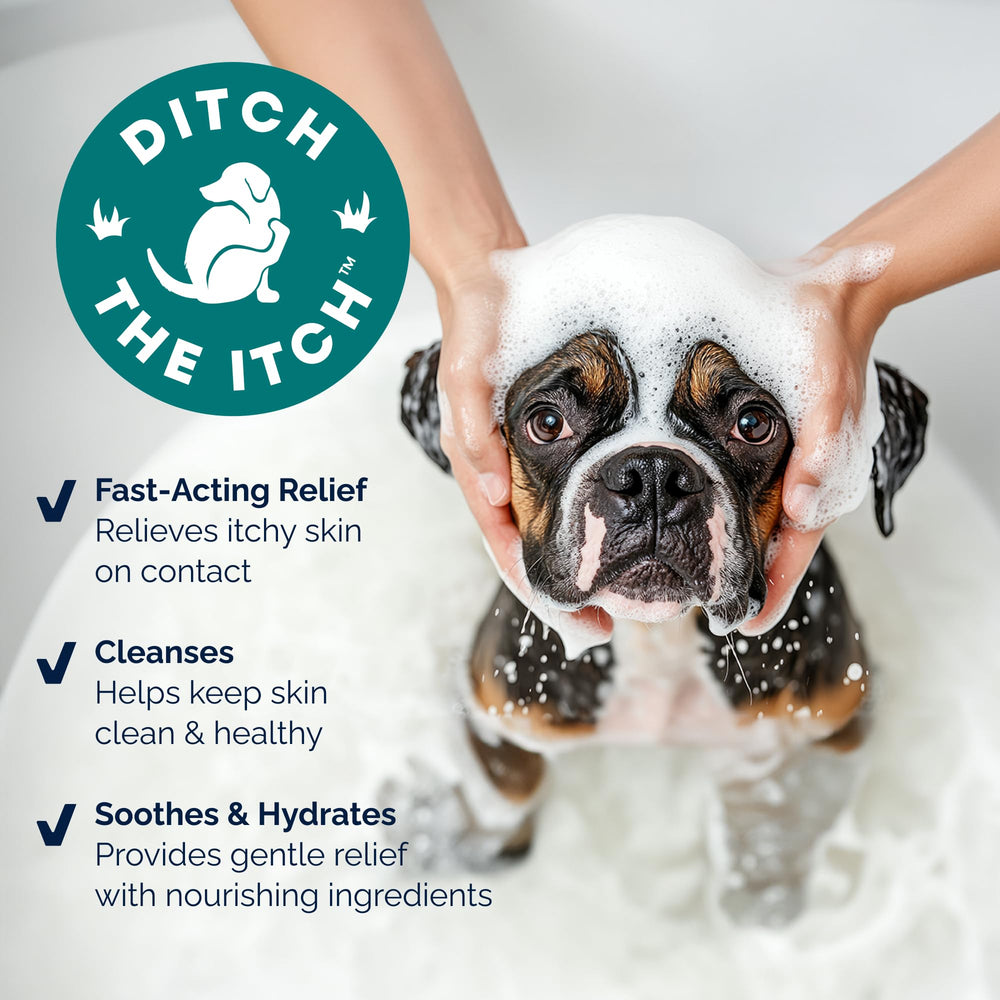 Dog being bathed with Dermabliss to relieve itching during bath.