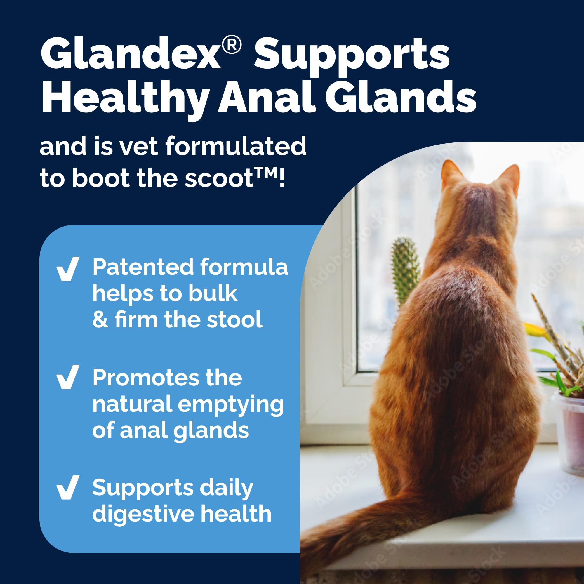 Vetnique Glandex digestive enzymes blend bottle highlights gut-friendly support