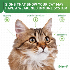 Vetoquinol Enisyl-F paste cat closeup with focus on palatable tuna flavor
