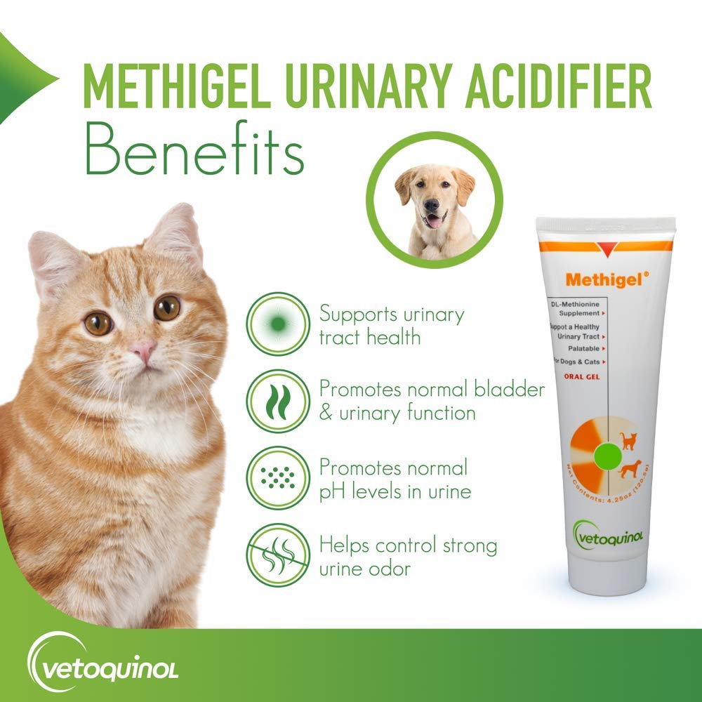 Vetoquinol Methigel given to a dog, illustrating easy gel administration.