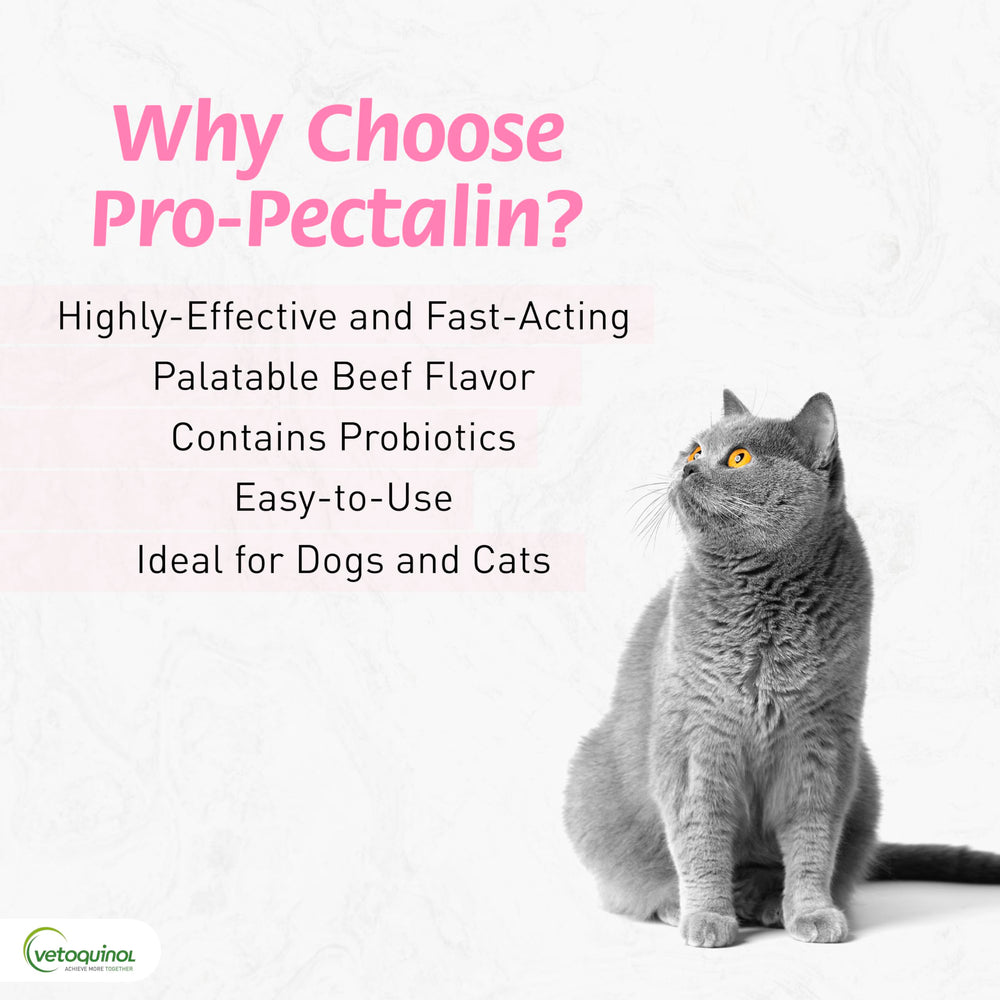 Vetoquinol Pro-Pectalin tablet beside a dog dish for easy administration with meals.