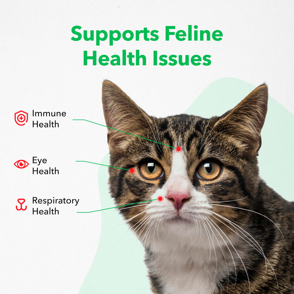 Vetoquinol Viralys lysine gel helps cats eye health and comfort.
