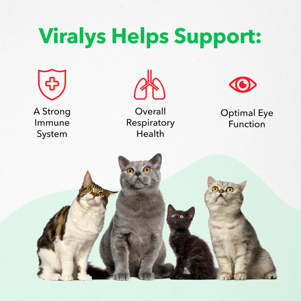 Vetoquinol Viralys kitten lysine supplement beside bowl during feeding.