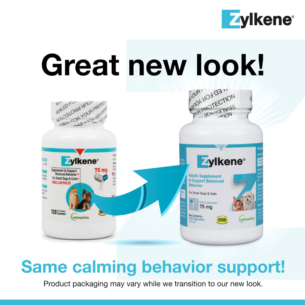 Dog eats Zylkene capsule mixed with food for calmness