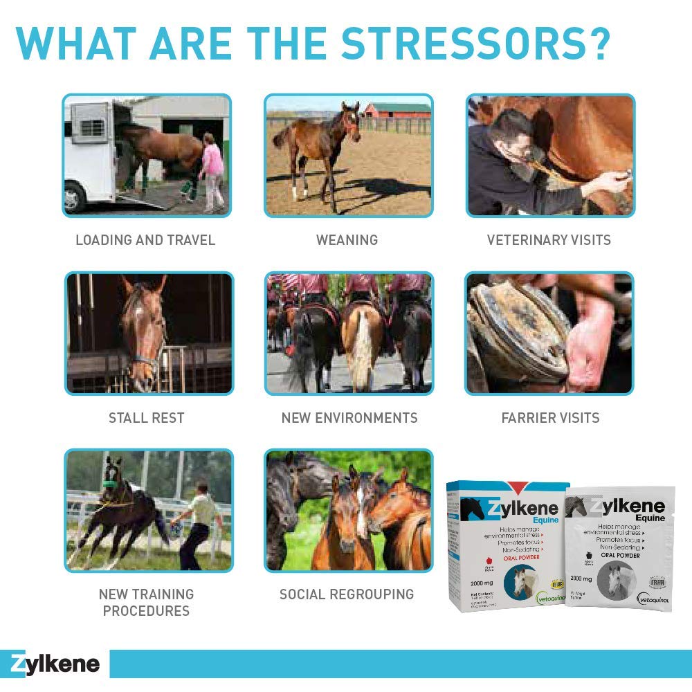 Vetoquinol Zylkene Equine stable scene conveys routine calming supplementation.