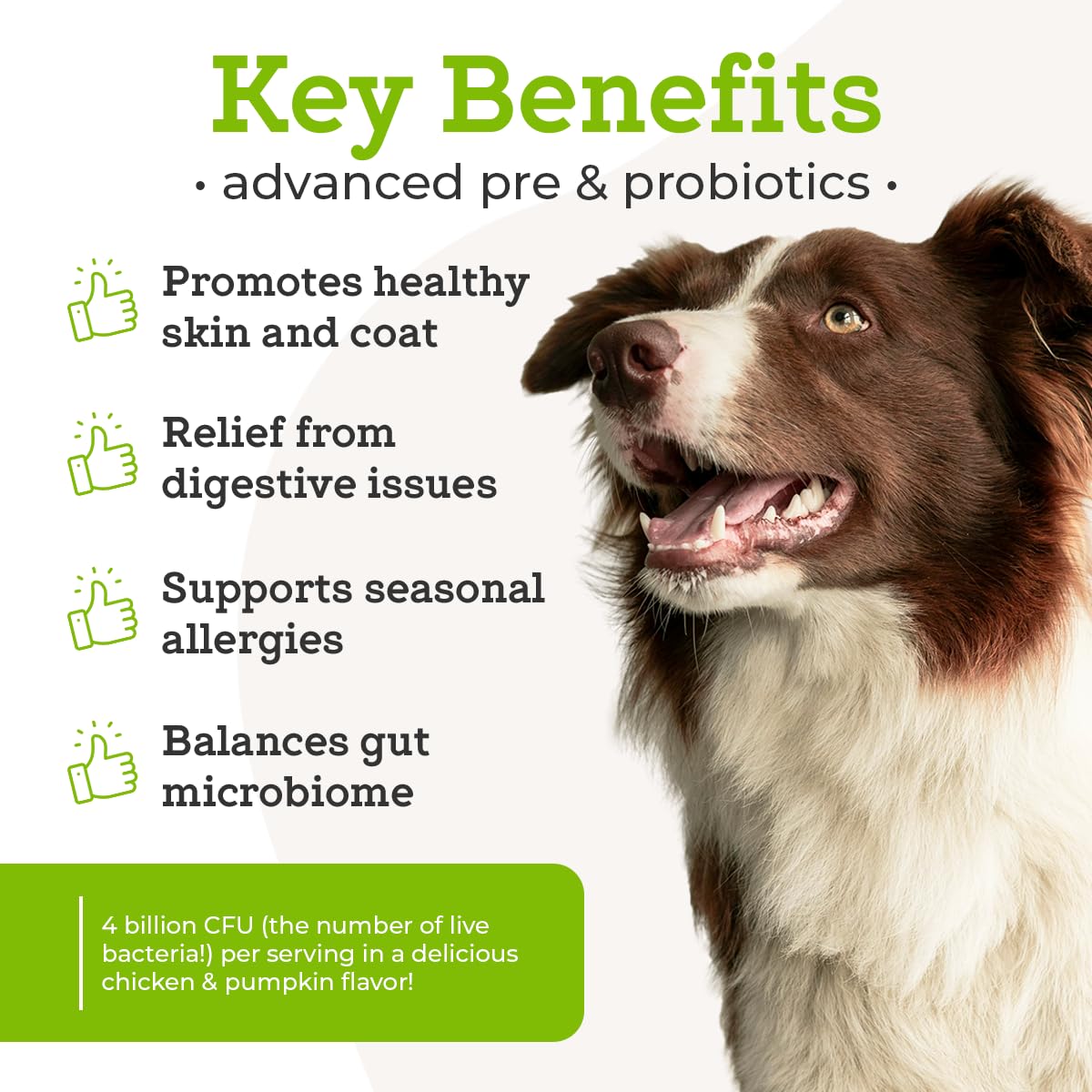 Scooping VetPro Complete probiotic powder onto dog food for easy topper administration