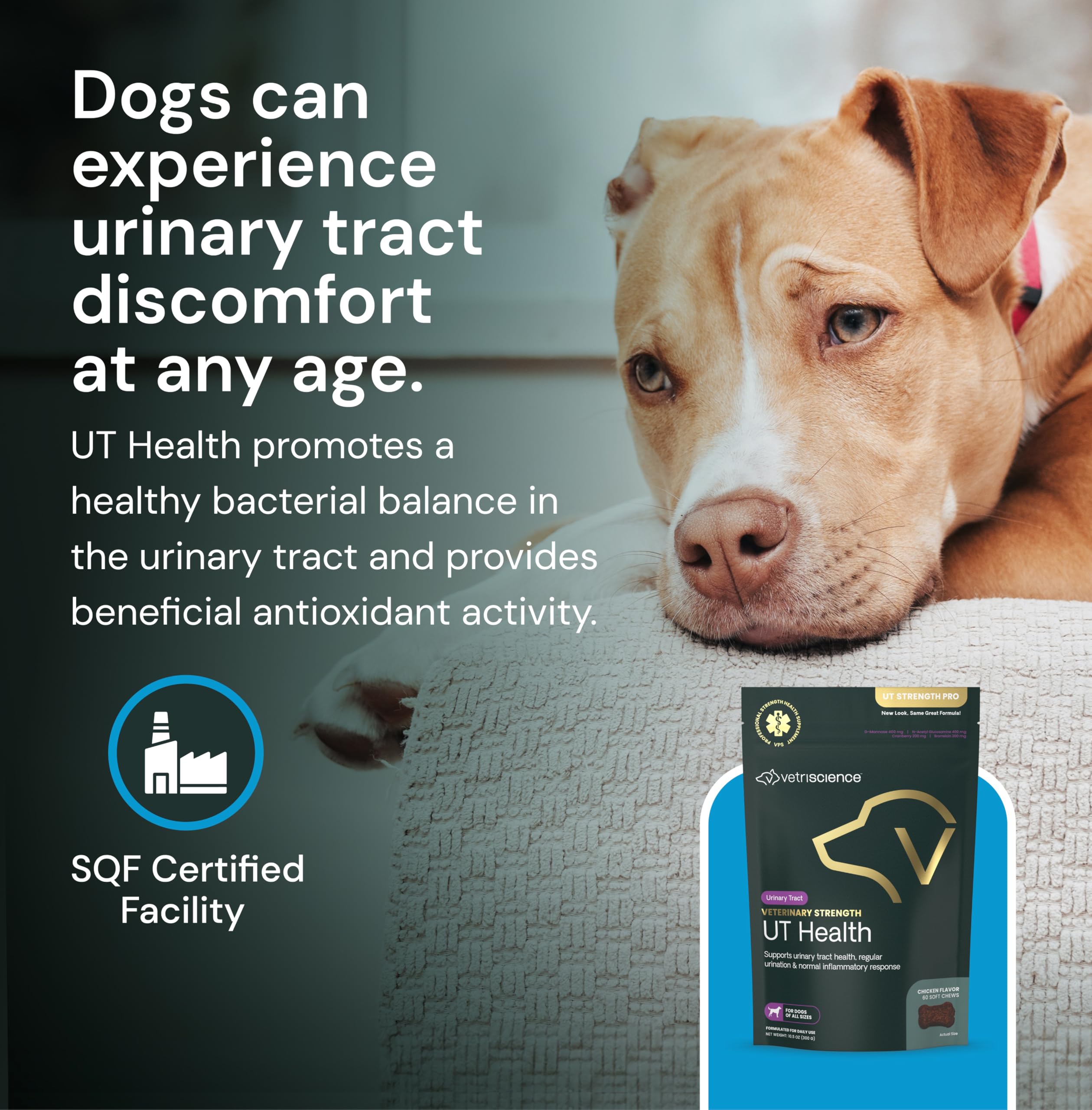 UT Health Chews health benefits for dogs' bladder care and urinary function