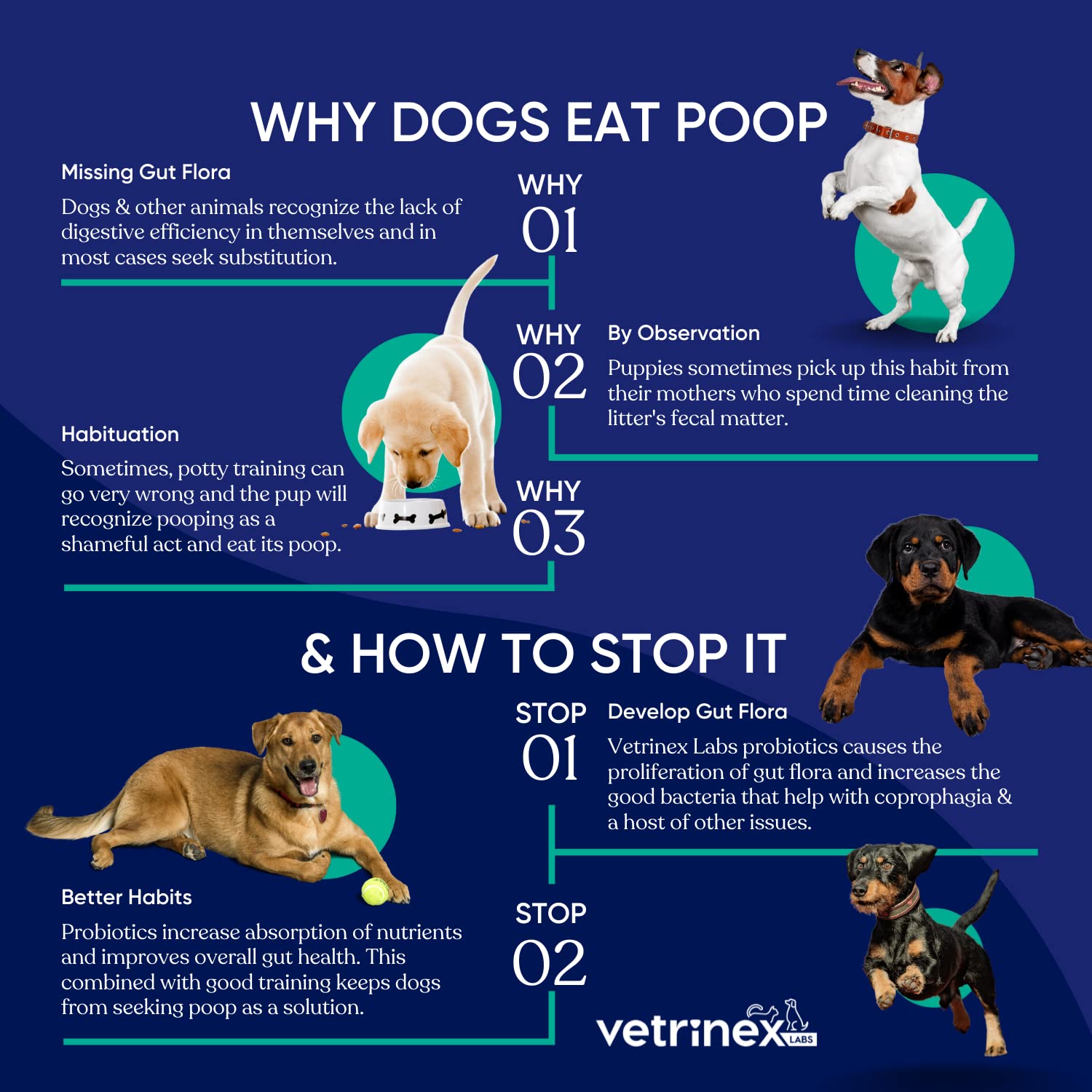 Vetrinex Labs pup-cat-meal-ready-powder enables easy mixing into bowls.