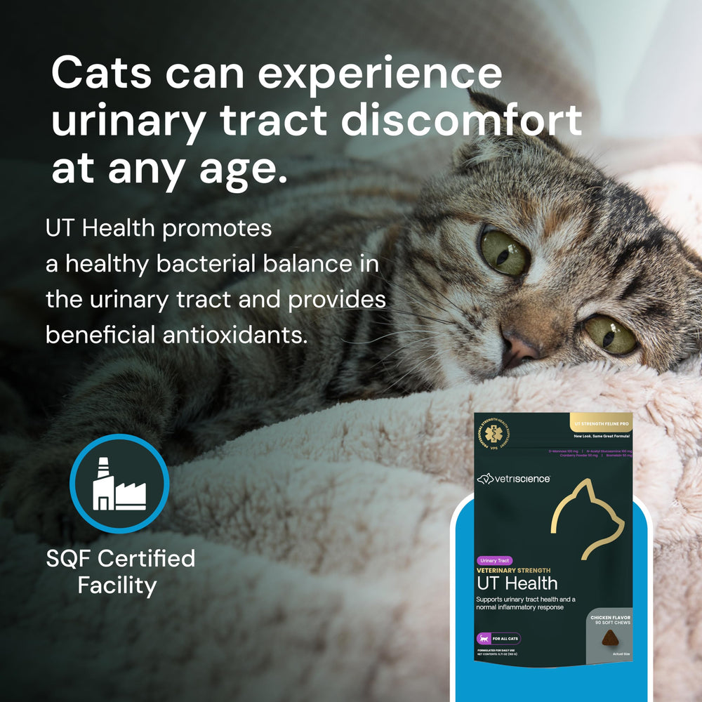 VetriScience UT Health Chews daily-use chart showing routine urinary wellness.