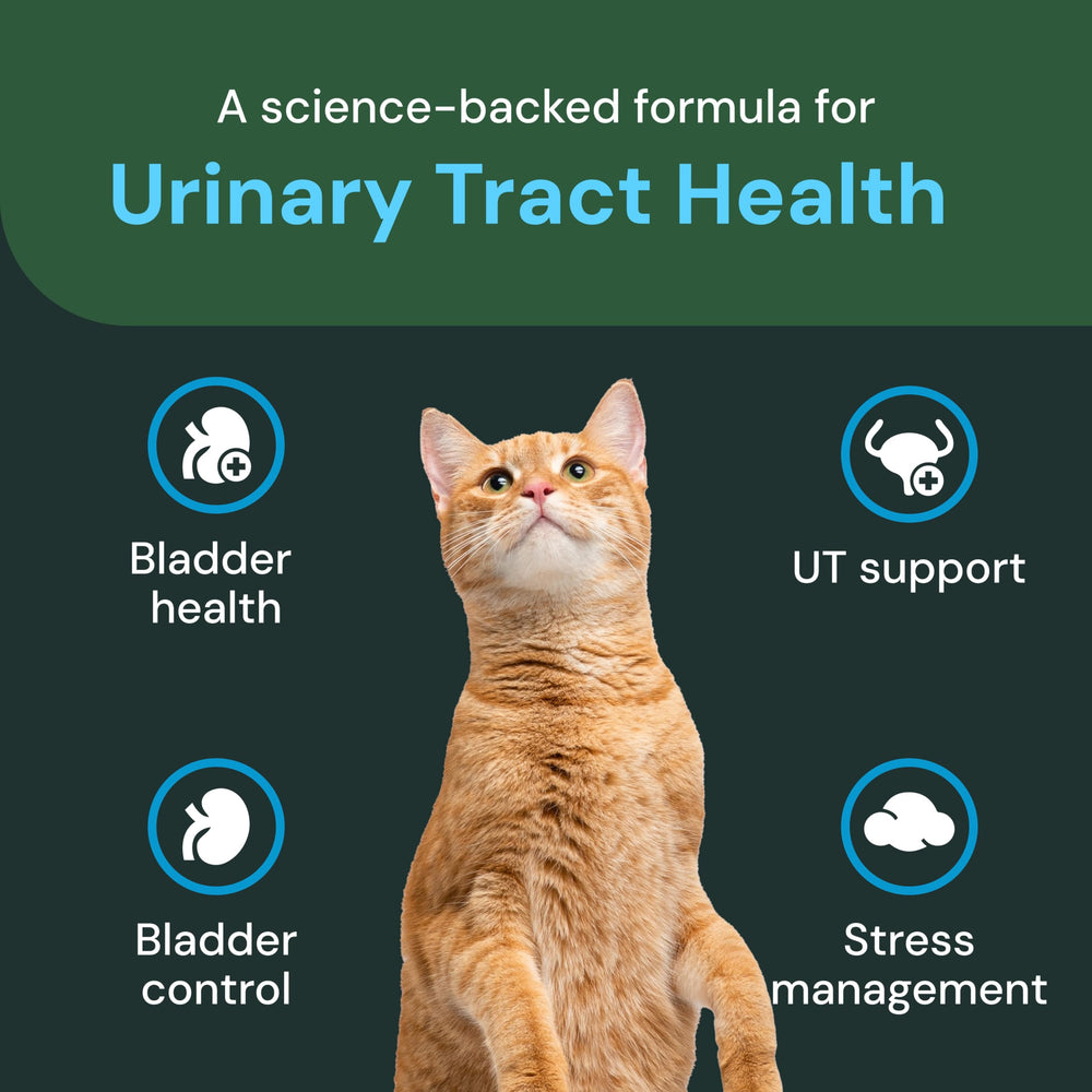 VetriScience UT Health Chews packaging front for easy daily urinary wellness routine.