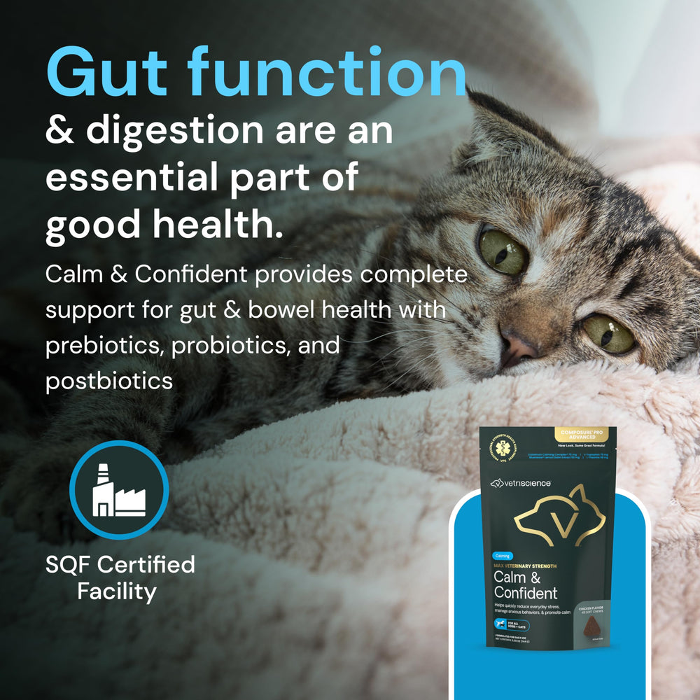 VetriScience Calm & Confident chews dispensed-dish: cats enjoy the chewy texture.