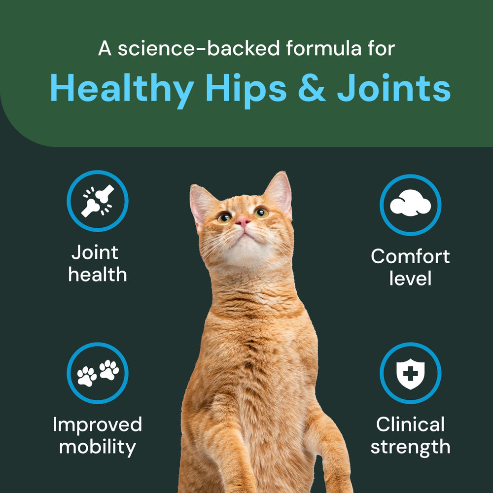 VetriScience cat joint chews on table, emphasizing daily mobility support for cats