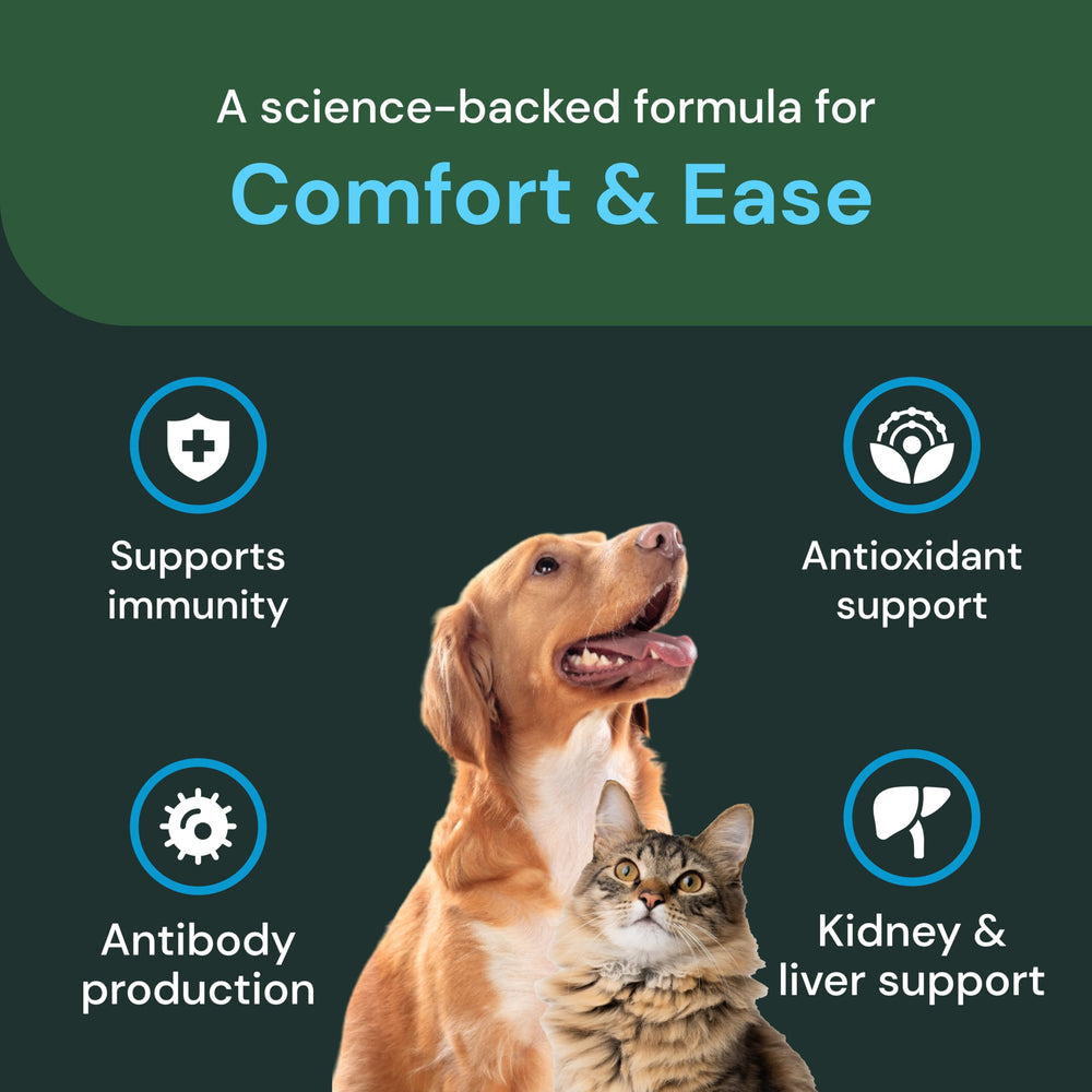 VetriScience Comfort & Ease capsules shown during pet play for better mobility
