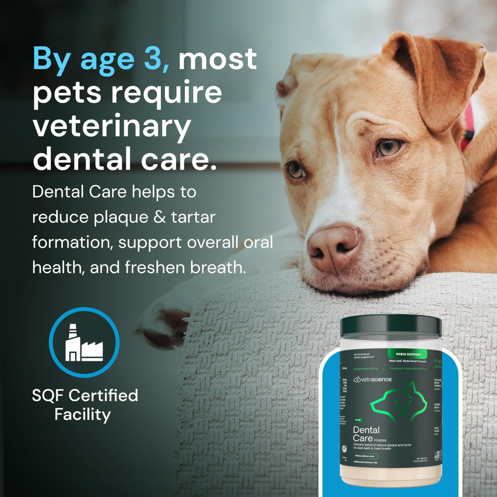 Daily oral care routine featuring VetriScience Dental Care Powder for ongoing freshness.