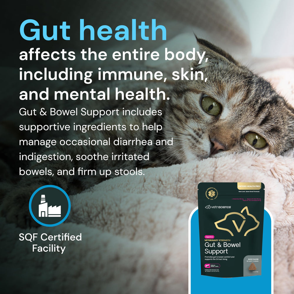VetriScience Gut & Bowel Support 60-count packaging signals long-term gut comfort.