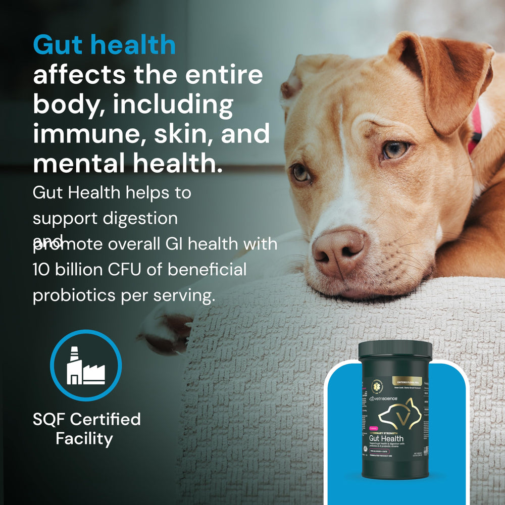 VetriScience Gut Health Powder label close-up highlighting science-backed formula.