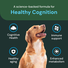Label detail on VetriScience Cognition Chews highlighting Magtein brain health support
