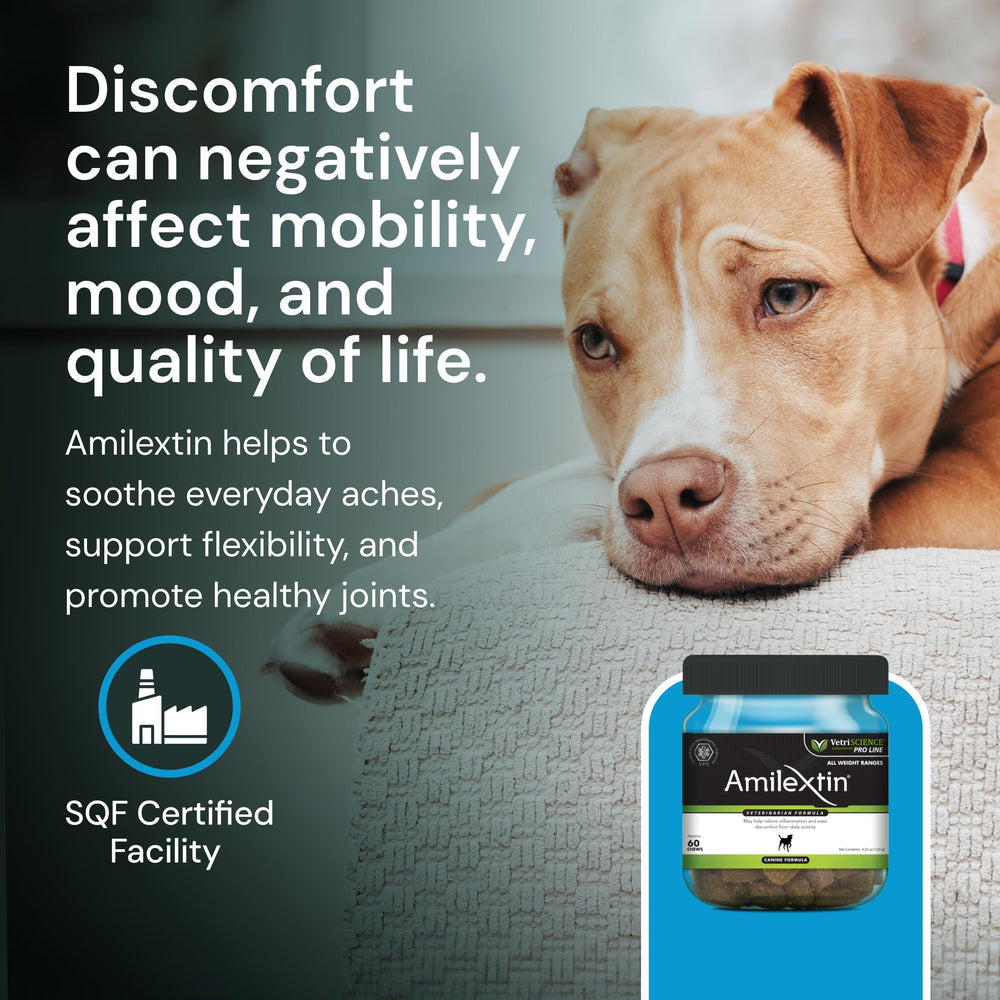 VetriScience Max Comfort & Ease chews in a pet bowl suggest ongoing joint support.