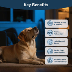Vetriuntrix Melatonin for Dogs bottle closeup shows easy sleep support.