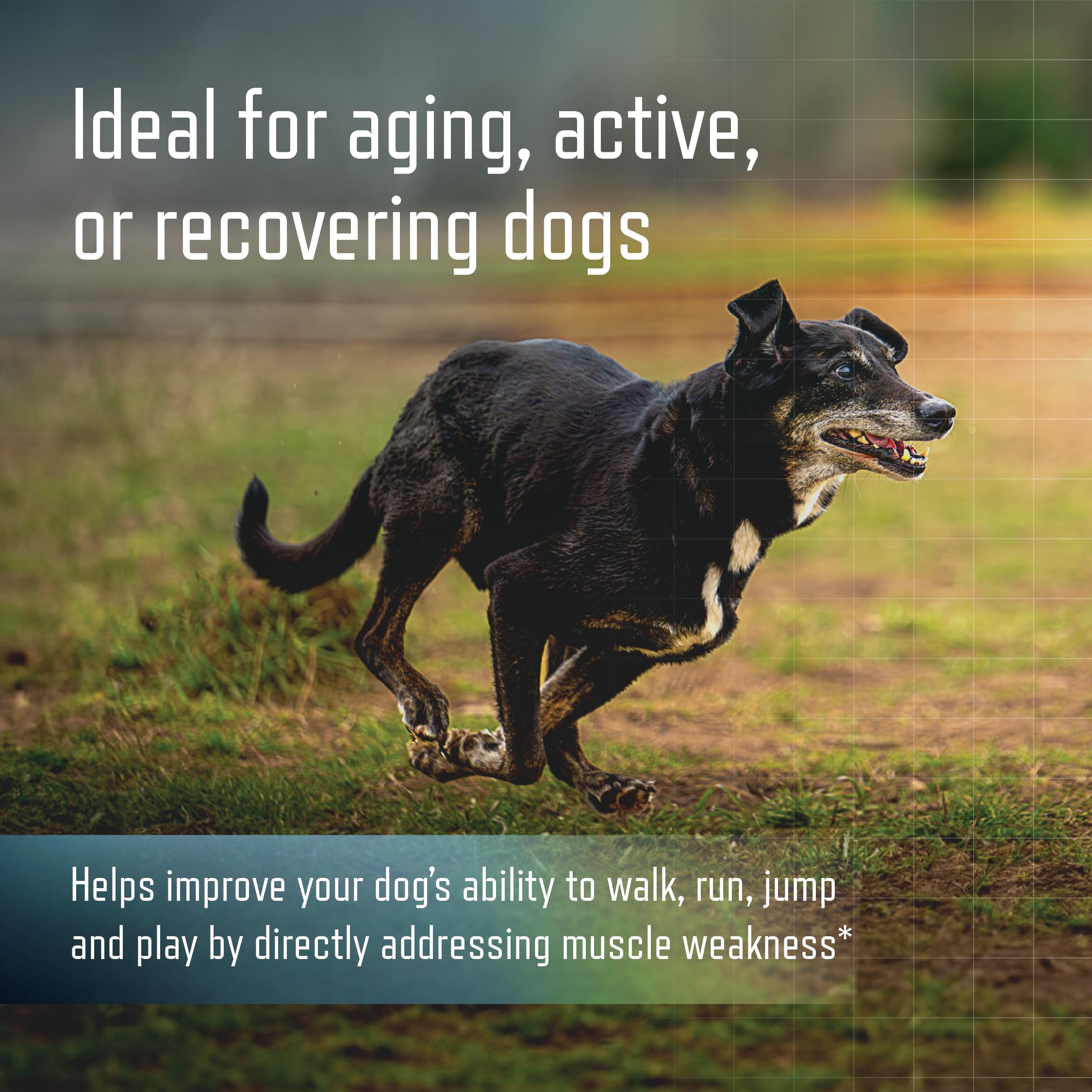 Virbac URSOLYX soft chews dog running illustrating mobility