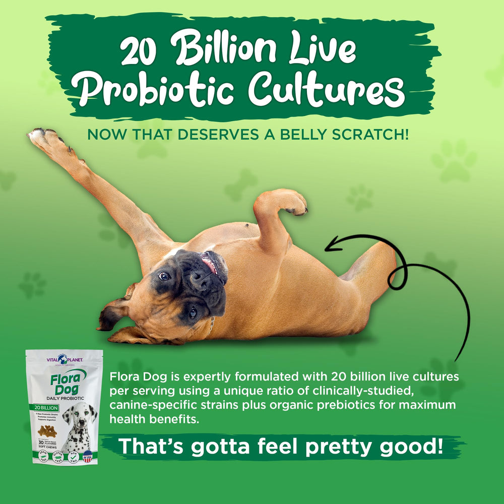 Vital Planet Flora Dog Probiotics dog-eating image emphasizes enjoyable daily wellness routine.