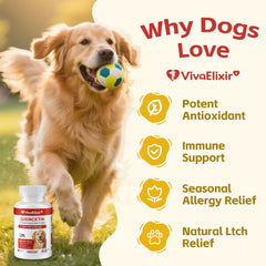 VivaElixir quercetin-bromelain tablets close-up showing precise dosing for dogs.