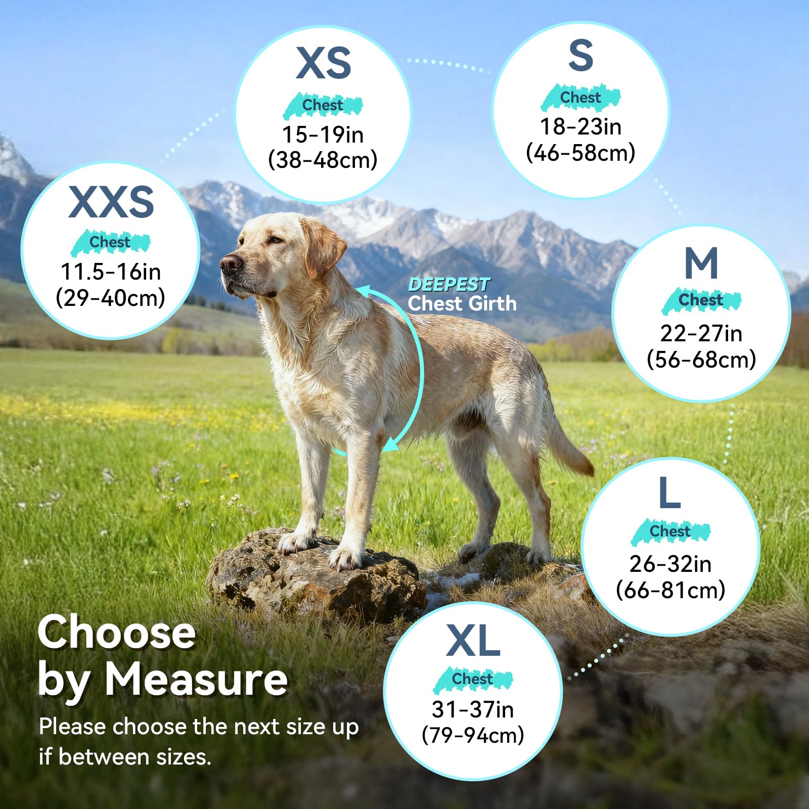 VIVAGLORY leash hole and back zipper facilitate controlled, comfortable walks