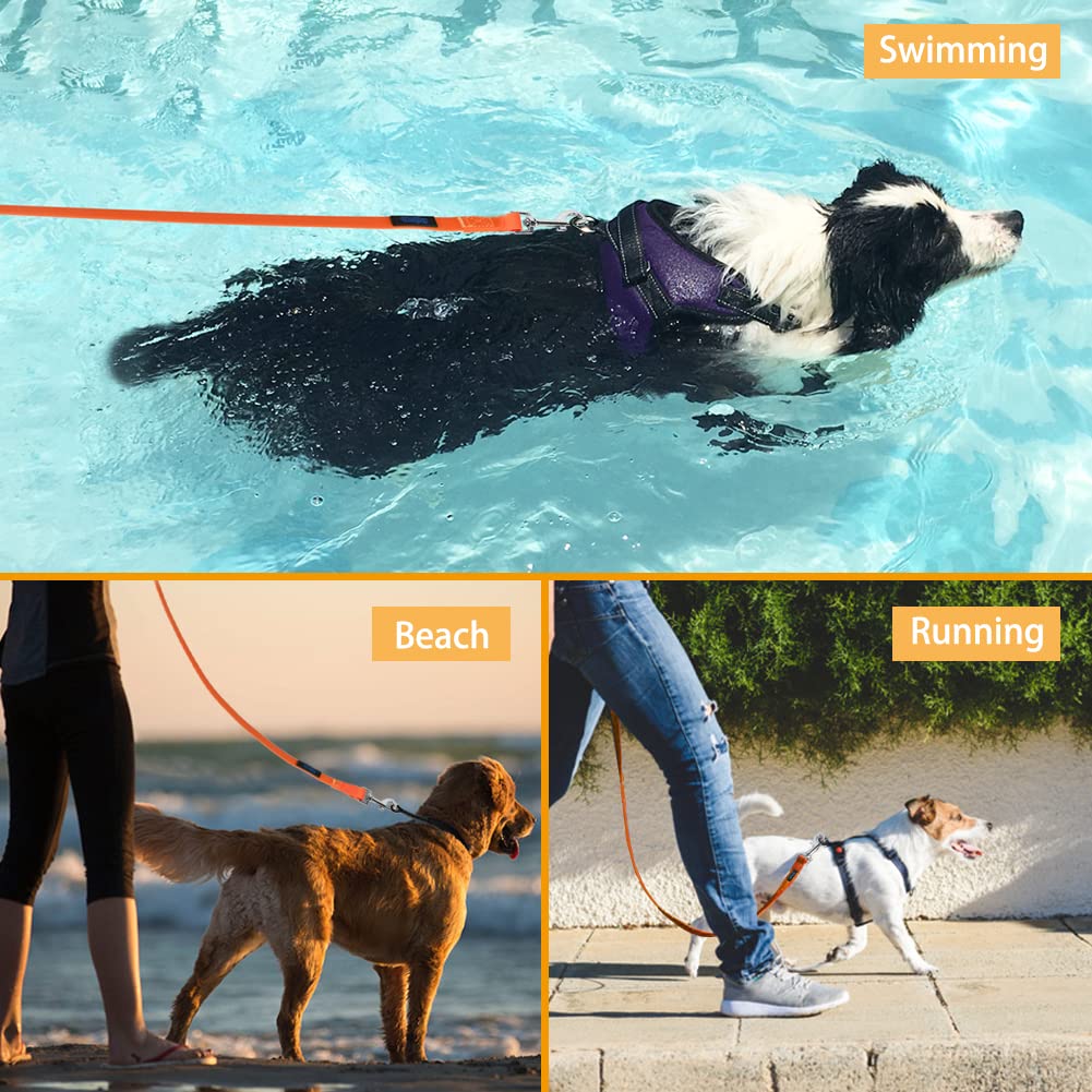 Vivifying orange leash in action shows visibility and easy handling near water.