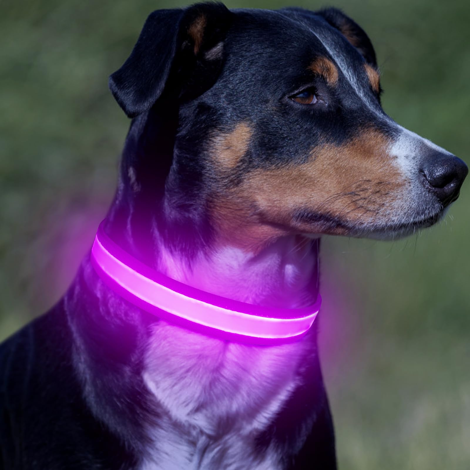 VIZPET collar LED morado, anilla en D resistente para sujeción segura de la correa.