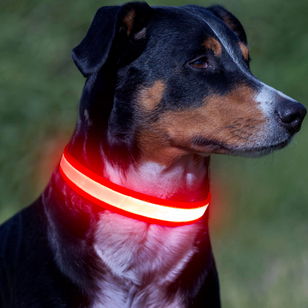 Vizpet collar LED con anilla en D resistente para enganchar la correa