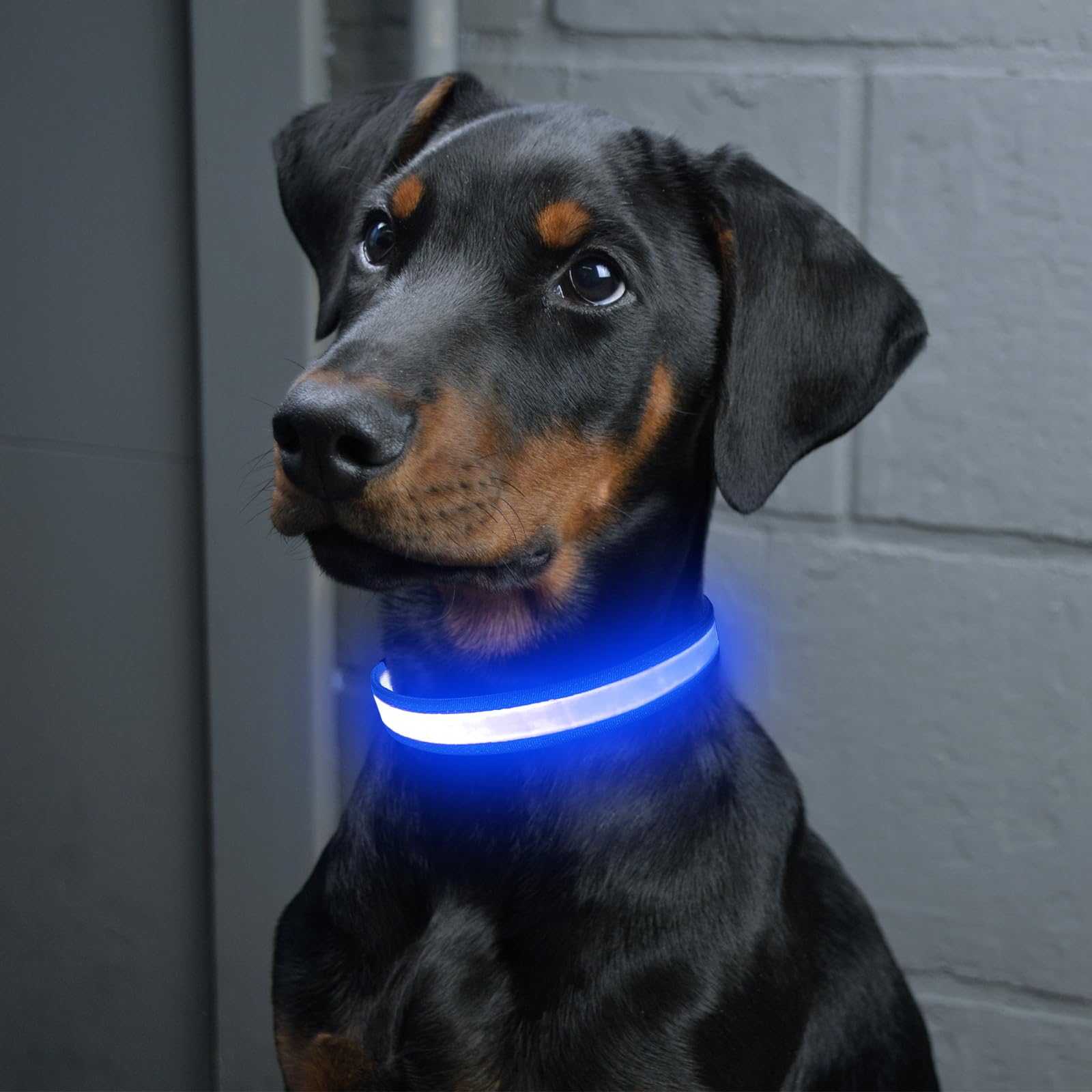 Vizpet collar LED hecho de TPU cómodo y resistente para uso diario.