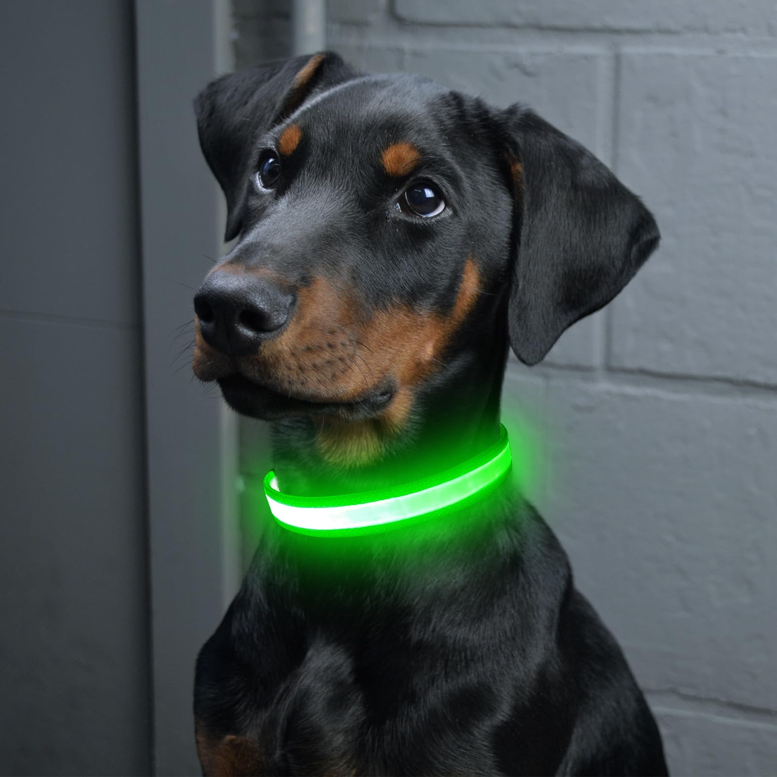 Collar Vizpet LED verde de tamaño pequeño, ideal para razas pequeñas.