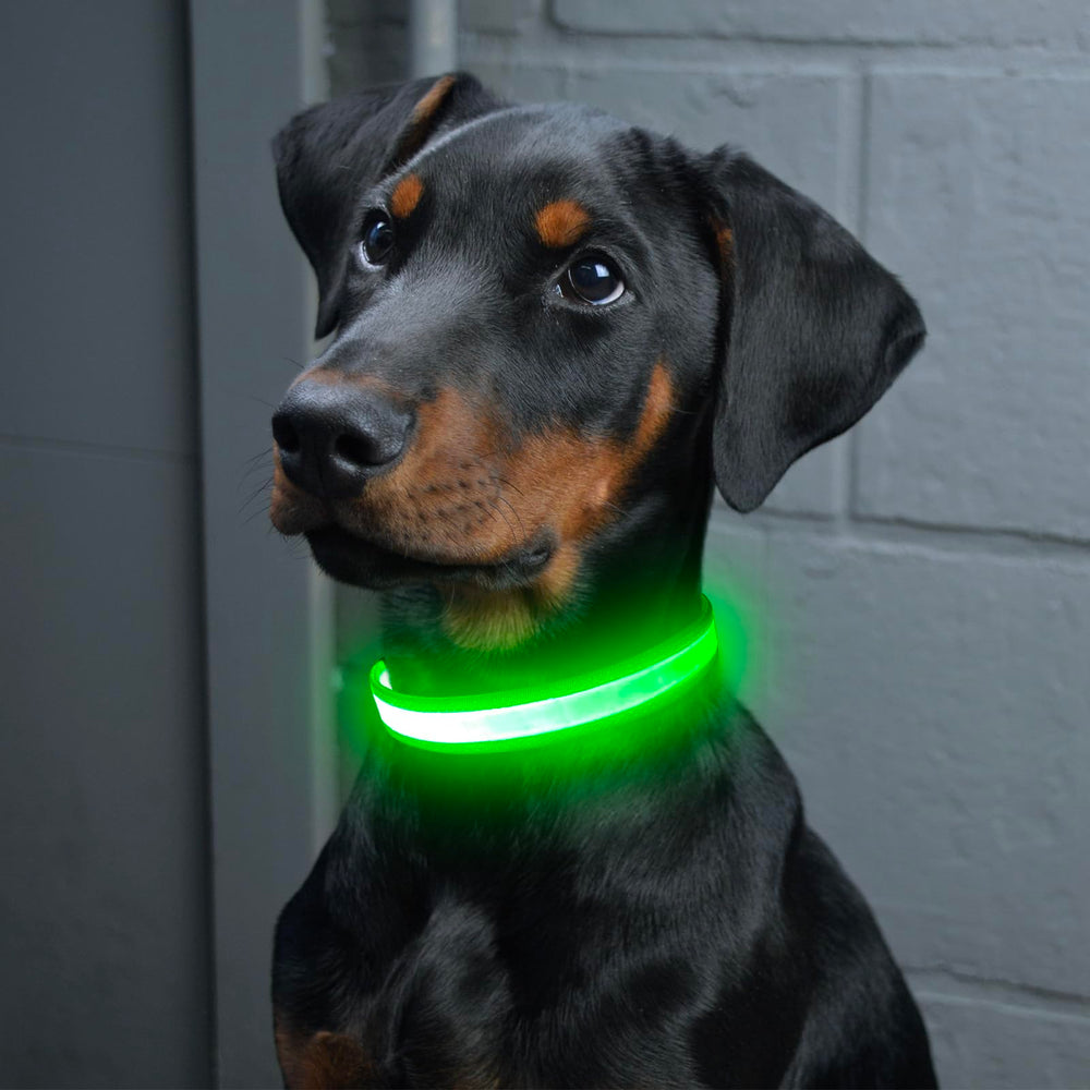 Collar Vizpet LED verde de tamaño pequeño, ideal para razas pequeñas.