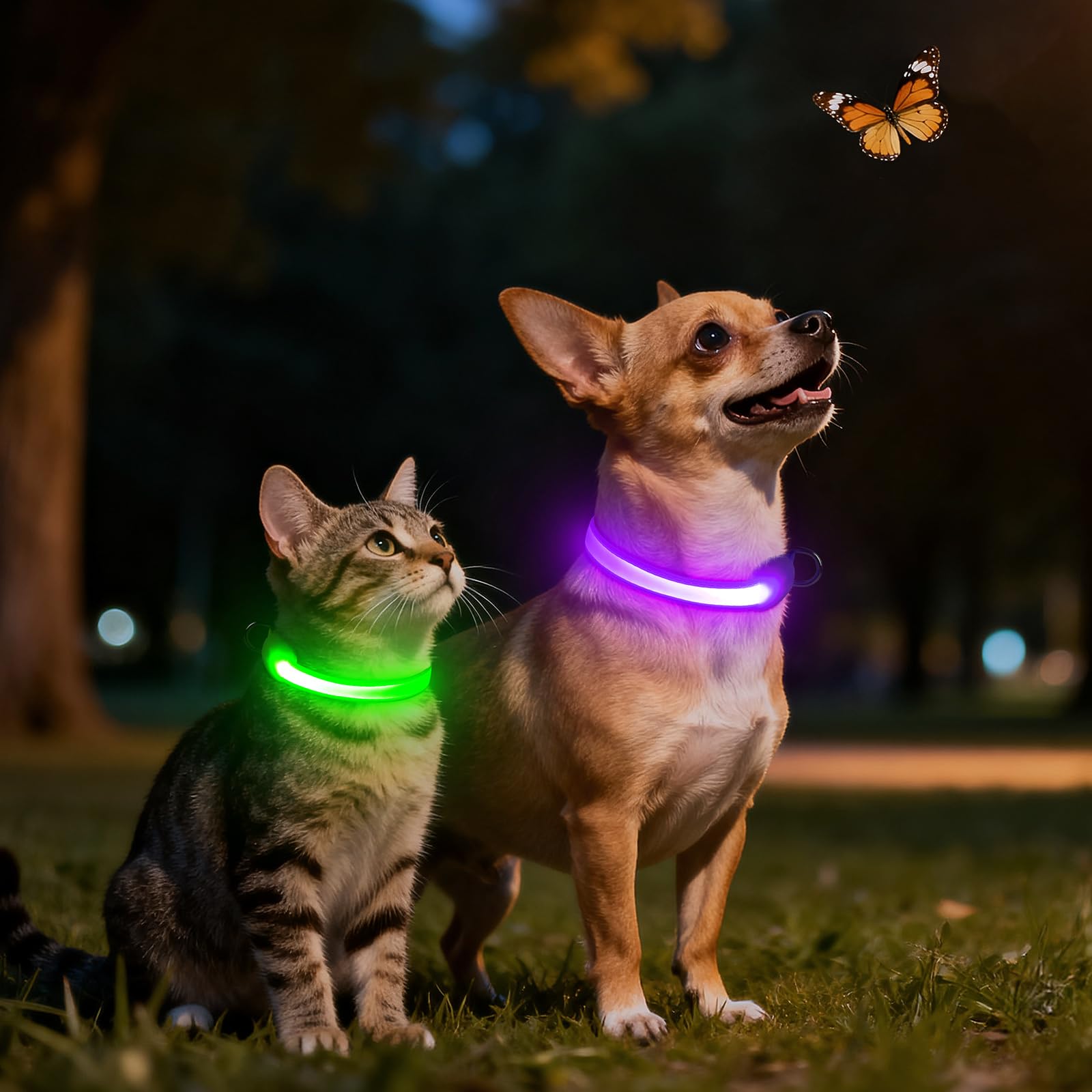 Vizpet collar luz para gatos pequeños, seguridad mejorada durante salidas vespertinas.