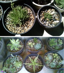 Voulosimi river rock stones for plant aquariums, adding natural accents and soil-friendly visuals.