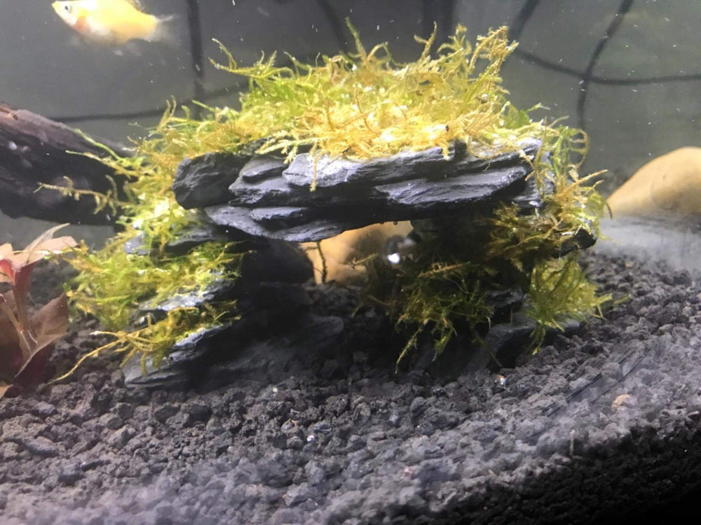 Voulosimi slate rocks amphibian enclosures with natural layout potential