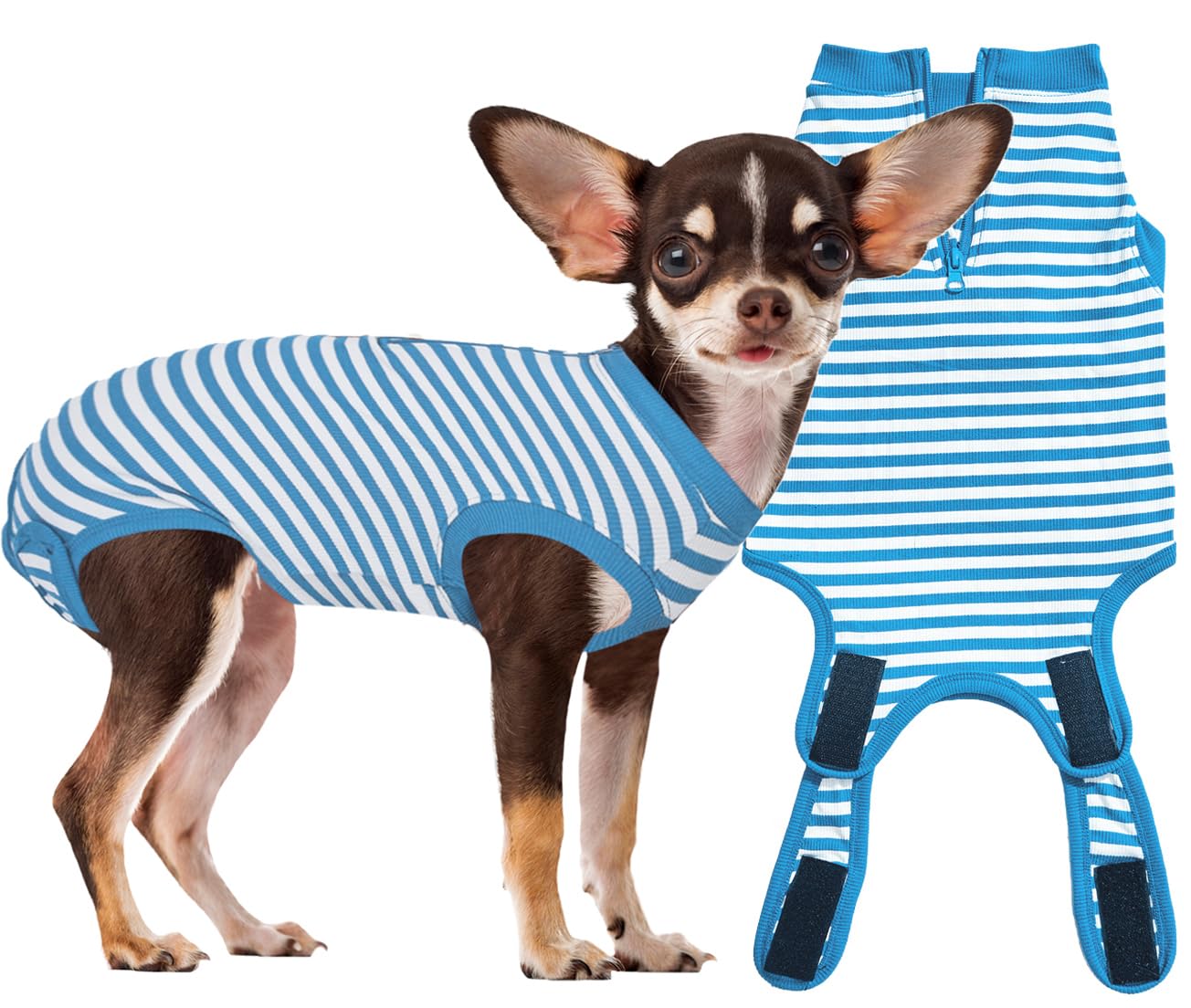 Wabdhaly recovery suit zipper-closure on a small dog for easy post-surgery wear.