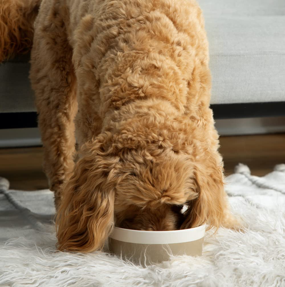 Waggo Dipper bowl color-pop-bottom adds playful style to any feeding corner.