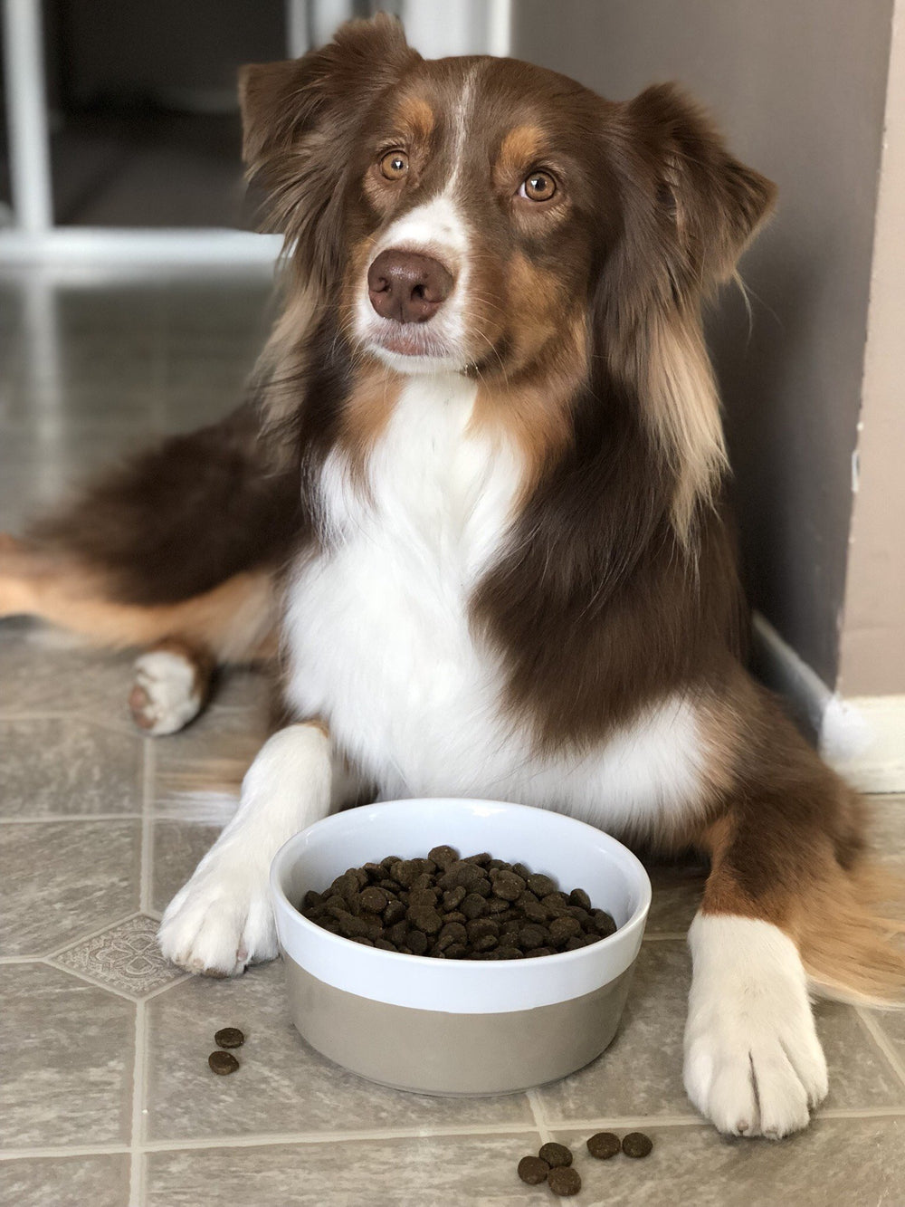 Waggo Dipper medium side view demonstrates balanced height for medium pets