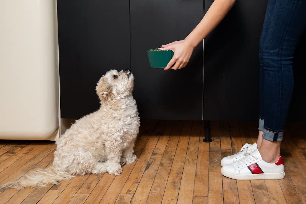 Waggo Ripple bowl color-bottom pop adds decor-friendly accent