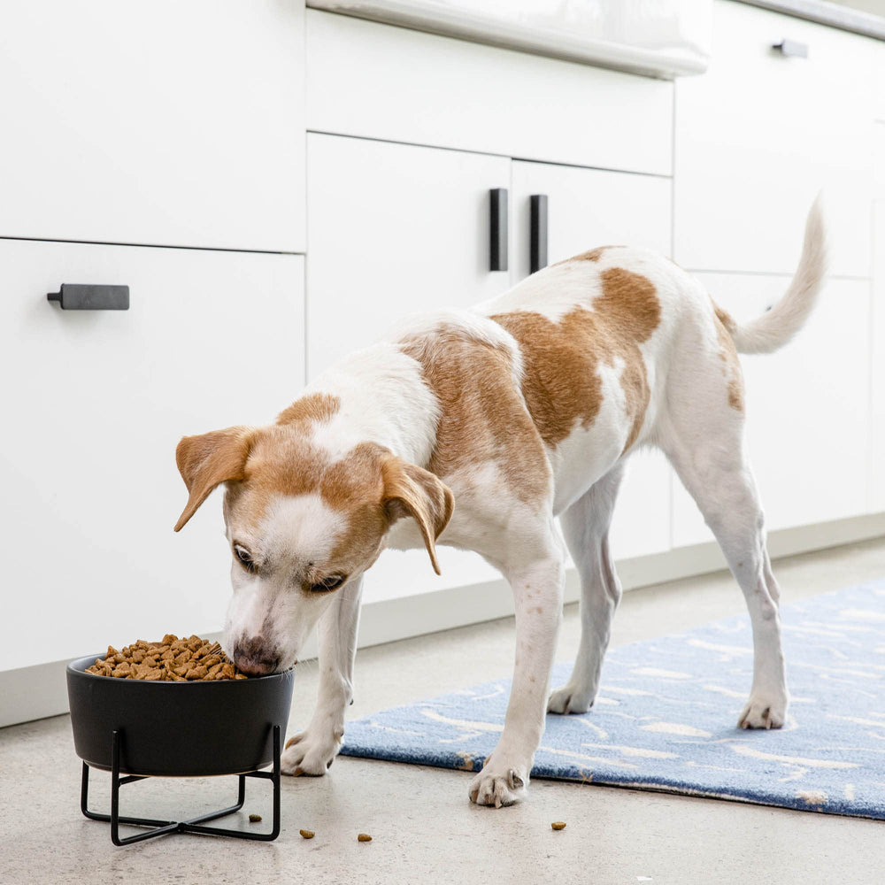 Waggo dishwasher-safe bowl ready for quick cleaning after meals.