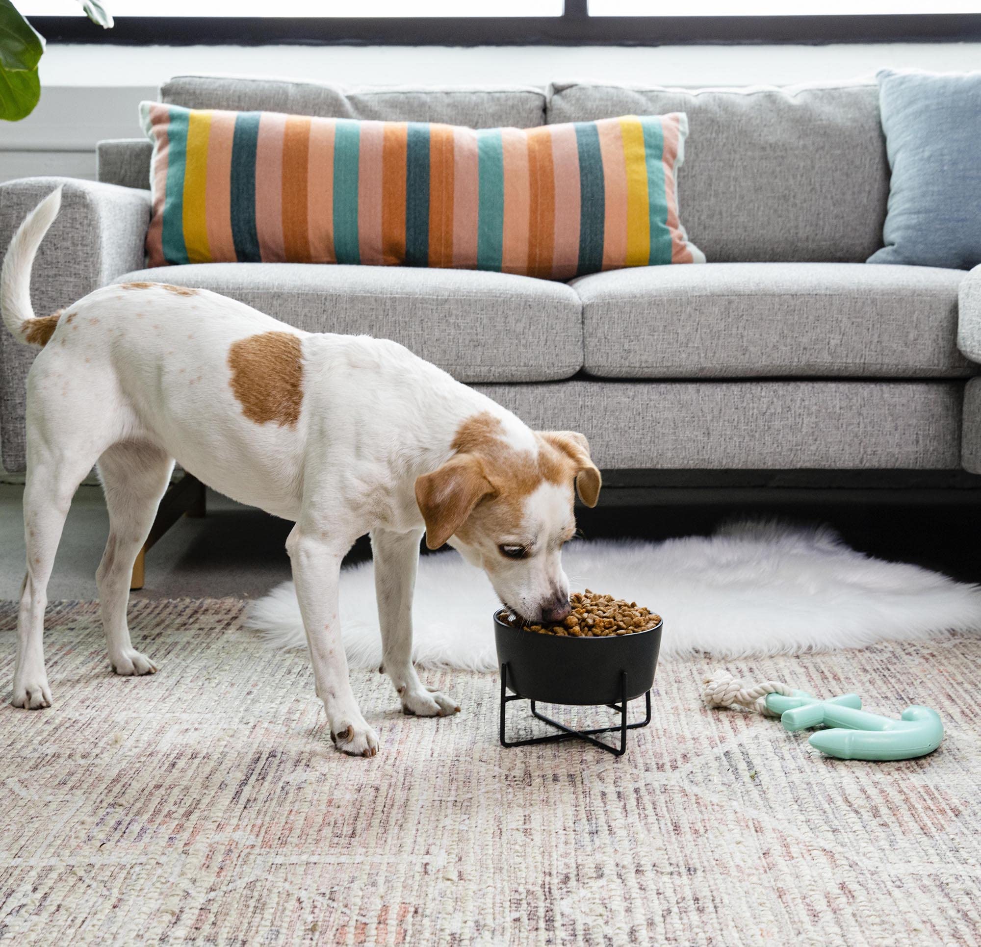 Waggo multi-pet friendly ceramic bowl suitable for small mammals and cats.