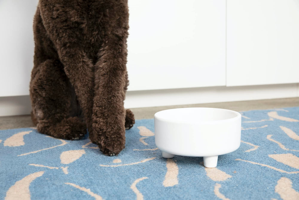 Waggo Uplift bowl medium black front view shows versatile size for mid-sized dogs