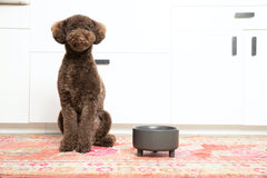 Waggo Uplift ceramic dog bowl elevated legs highlight ergonomic design