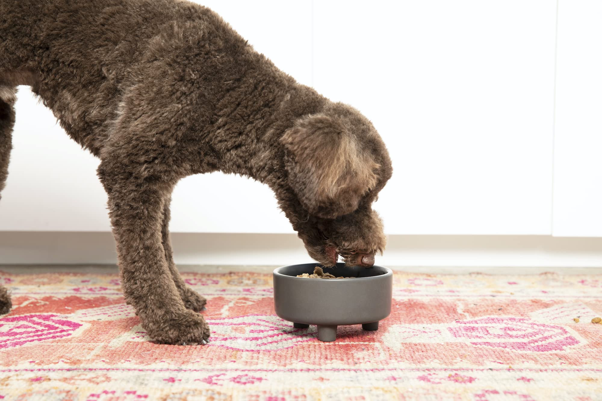 Waggo Uplift medium 4 cup black ceramic bowl for mid sized dogs