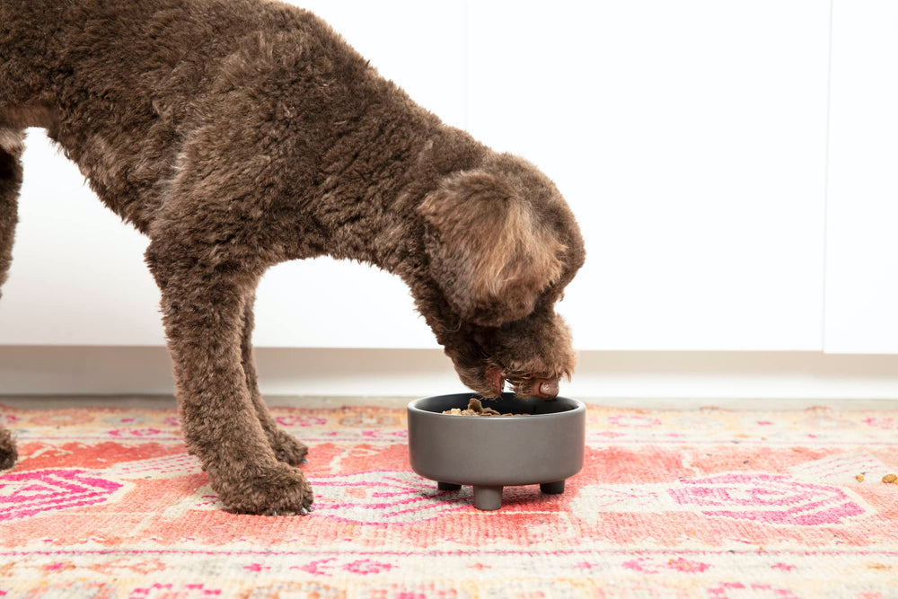 Waggo Uplift medium 4 cup black ceramic bowl for mid sized dogs