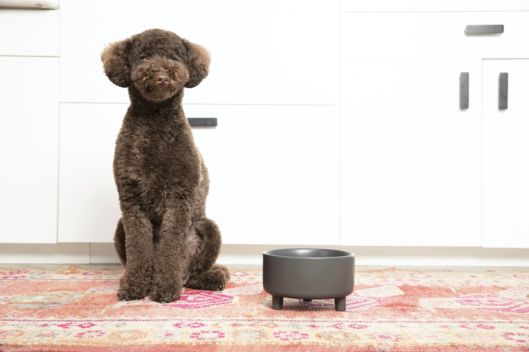 Waggo Uplift ceramic dog bowl medium black designed for mid-size breeds and mess-free meals.