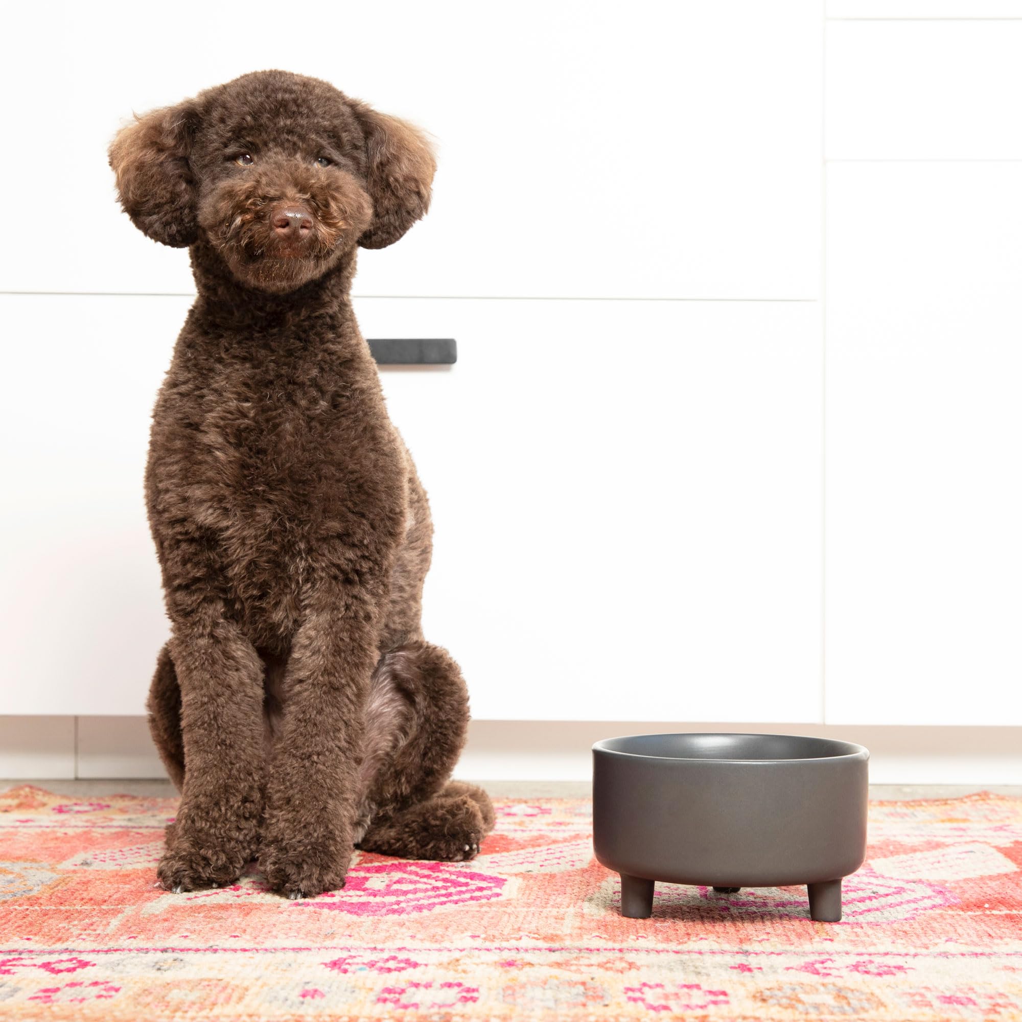 Waggo Uplift ceramic dog bowl set—side profile, stable and stylish.