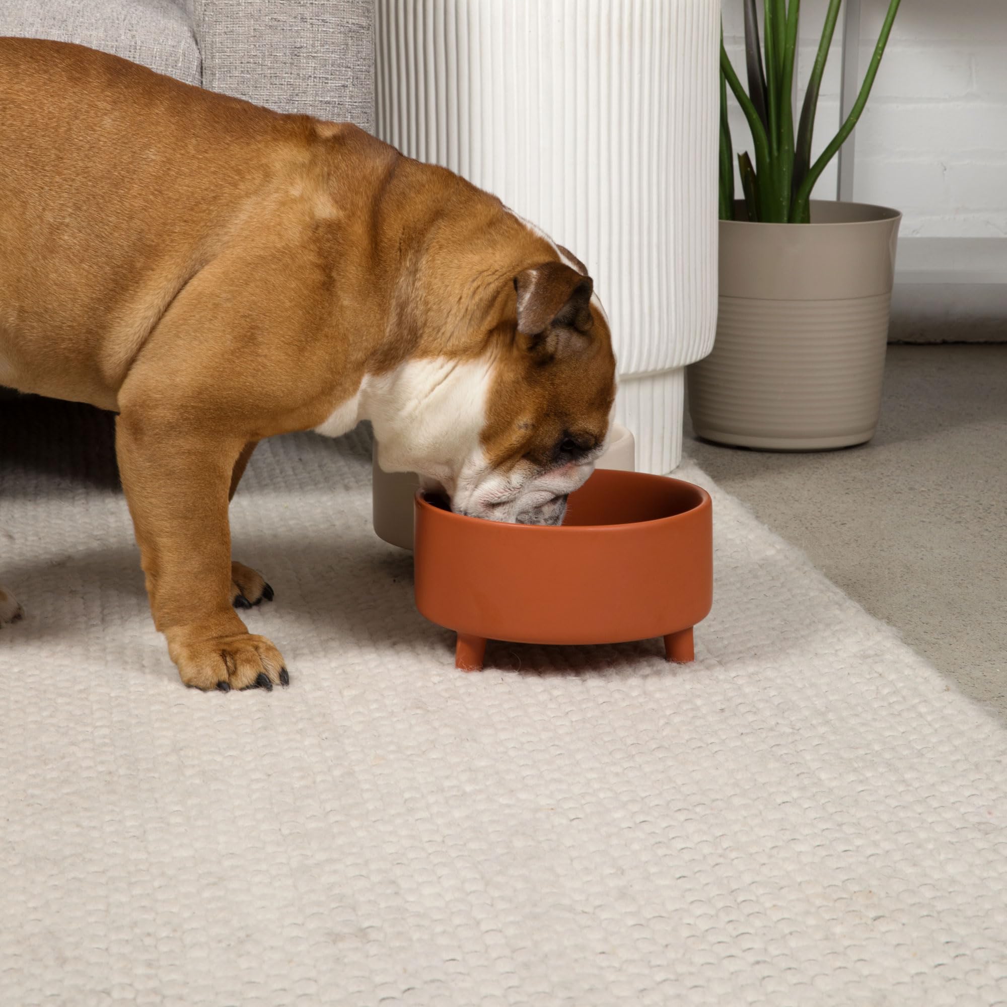 Waggo Uplift terracotta dog bowl elevated feeder on a stand for better posture