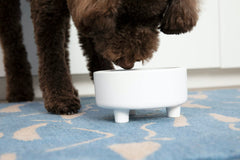 Waggo Uplift terracotta dog bowl large size supports bigger meals with sturdy hand-feel